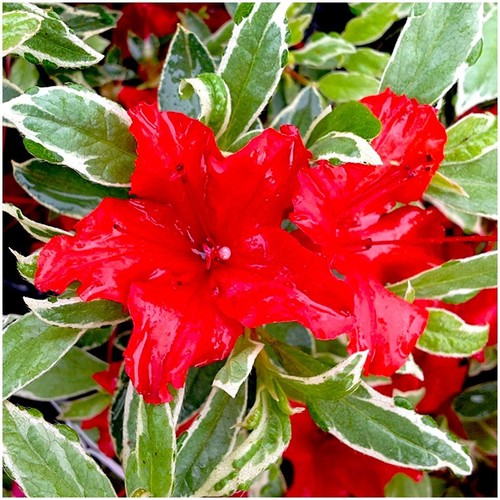 Dwarf japanese azalea - dwarf,