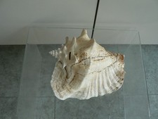 Vintage queen conch sea shell - conch,