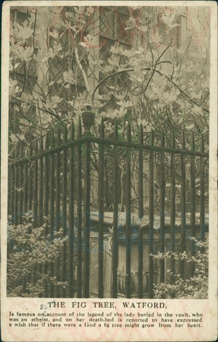 Watford the fig tree - fig, 1918