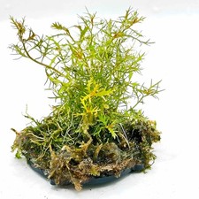 Aquarium java moss - &, pad