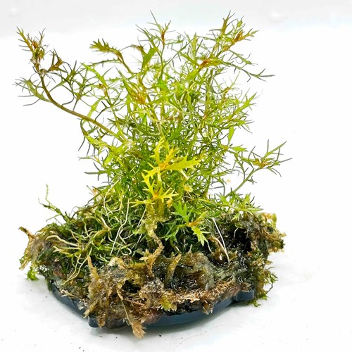 Aquarium java moss - java,