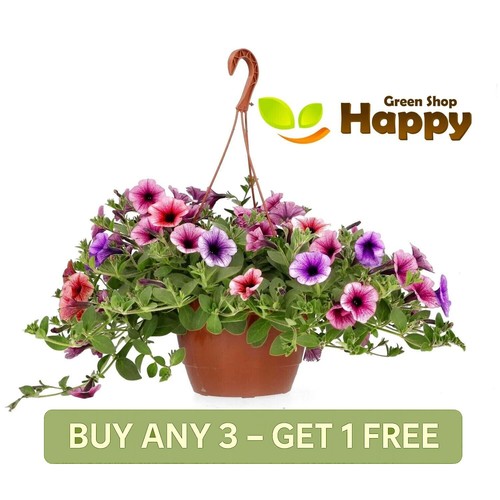 Petunia veined mix 200 - petunia, f2