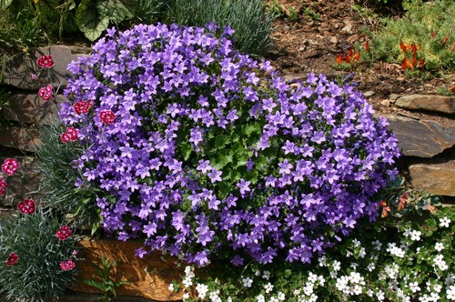 Campanula muralis plug - campanula,