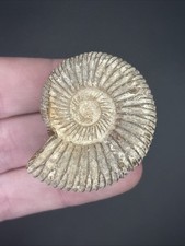 Perisphinctes  Ammonite