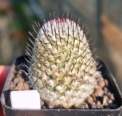 Mammillaria perezdelarosae - mammillaria, v