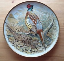 Chinese ring necked pheasant