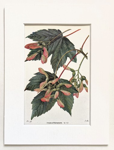 Sycamore tree seeds mounted - sycamore,