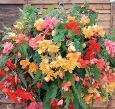 9x Trailing Begonia double
