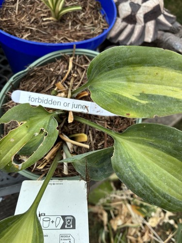 Hosta post bare rooted - hosta,