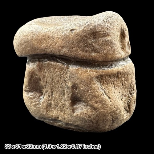 Plesiosaur fossil articulated - plesiosaur,