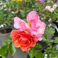 Together Forever - Floribunda rose FREE NATIONWIDE DELIVERY