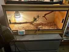 Lizard terrarium ideal - lizard,