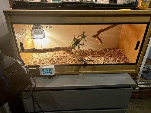 Lizard terrarium ideal - terrarium, for