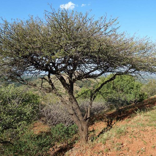 Acacia nilotica - acacia,