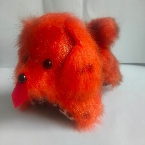 Teddy bear dog - teddy,
