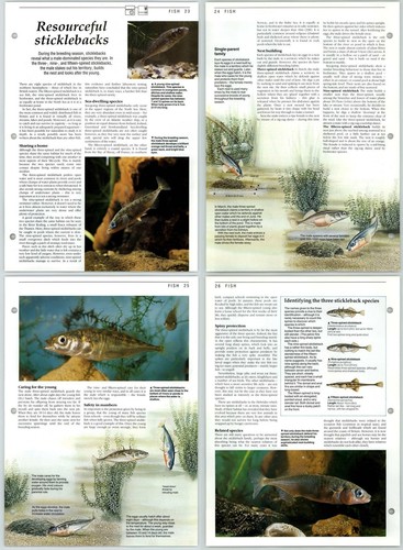 Resourceful sticklebacks - resourceful,