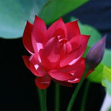 20 Red Lotus Flower Seeds