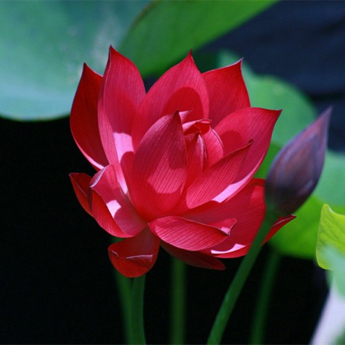 Red lotus flower seeds - 20,