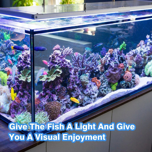 Aquarium fish tank - aquarium,