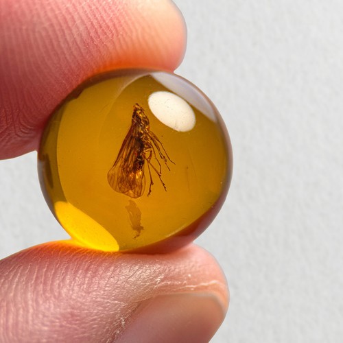 Leafhopper sphere 12mm bead - leafhopper,