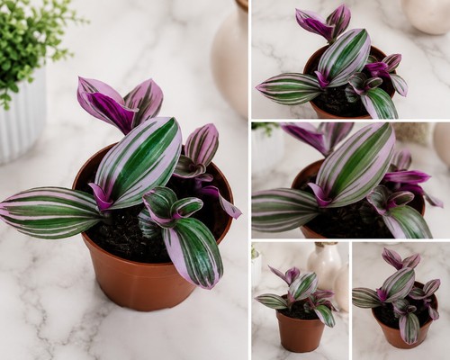 Tradescantia nanouk live house - tradescantia,