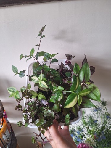 Tradescantia starter bundle - tradescantia,