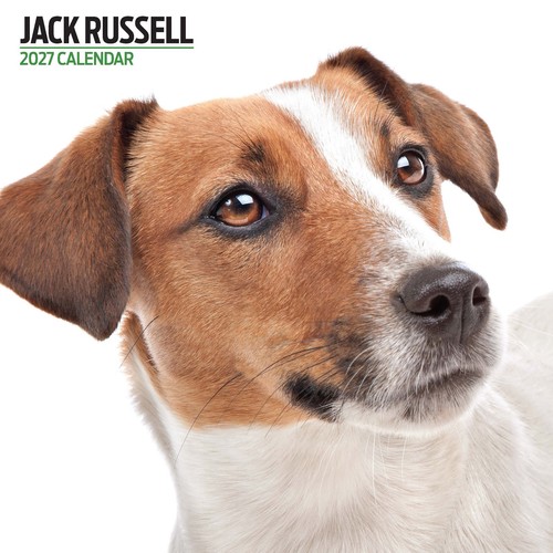 Jack russell 2027 modern - russell,