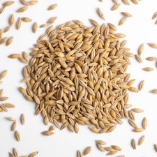 Kennedy Wild Whole Barley Bird