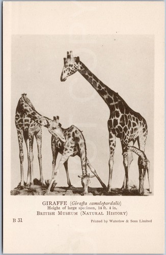 Giraffe british museum antique - giraffe,