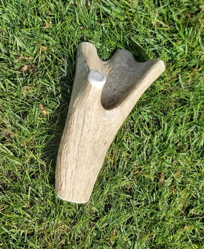 Red deer antler - deer,