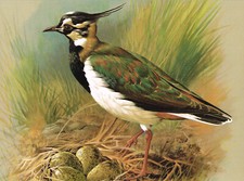 Lapwing Bird Picture Print Basil Ede Vintage 1979 approx 8.375" x 6"
