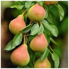 Doyenne Du Comice Pear Tree 4-5ft, Dessert Pear With Fine Flavour