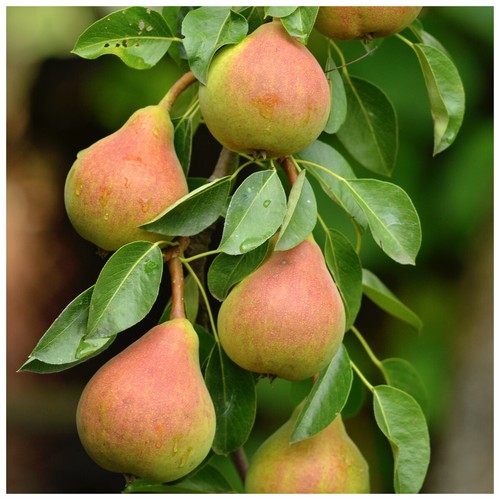 Doyenne comice pear tree - du,