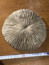 Mushroom Brain Sea Coral