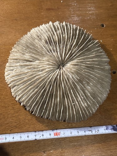 Mushroom brain sea coral - mushroom,