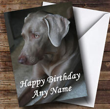 Gorgeous Weimaraner Dog