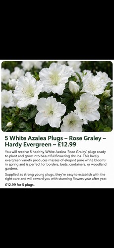 White azalea rose - 5, ‘rose