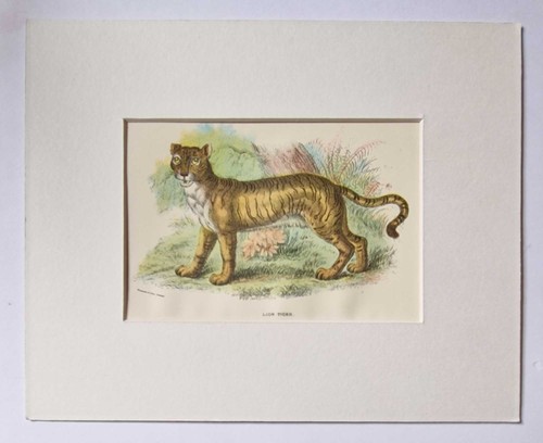 Wyman lion tiger 1896 - wyman,