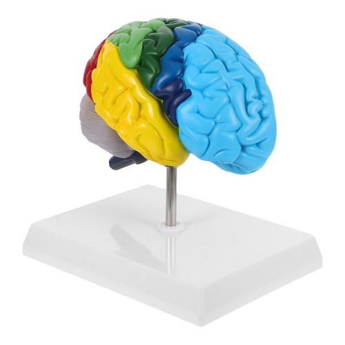 Human anatomy model brain - human,