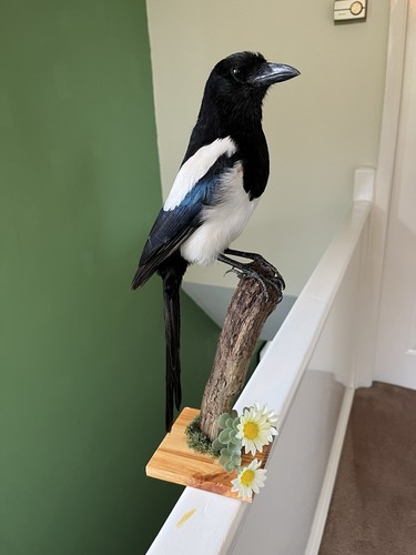 Taxidermy magpie this not - magpie,