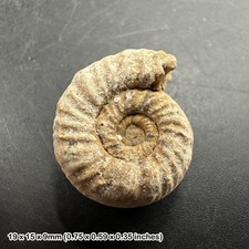 Perisphinctes ammonite fossil