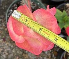 Euphorbia Milii UDOM PHON