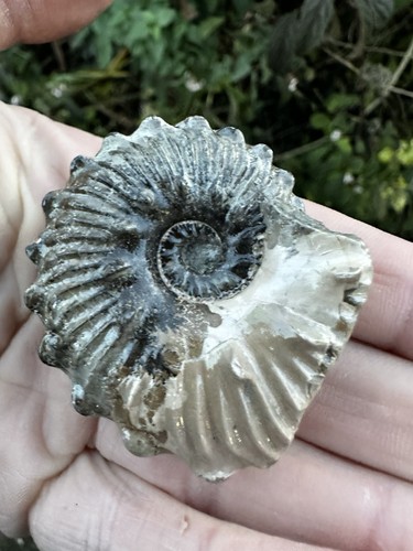 British lower cretaceous - lower,