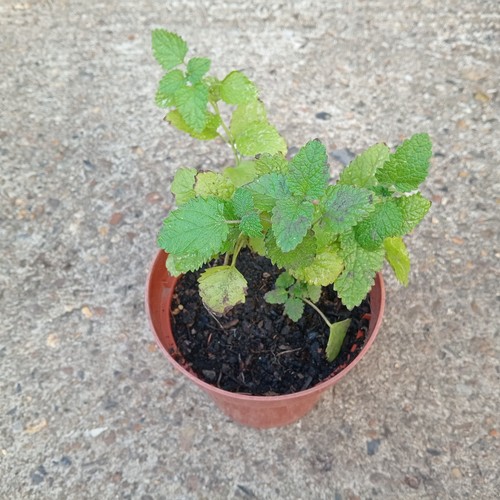Natural home grown lemon - natural, balm