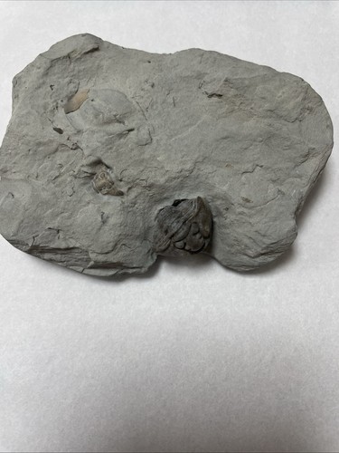 Flexicalymene trilobite - flexicalymene,