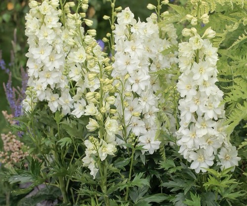 Delphinium white dark - delphinium, ‘white