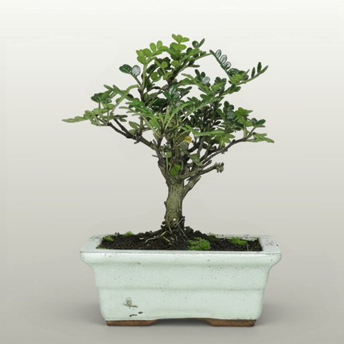 Chinese pepper zanthoxylum - chinese,