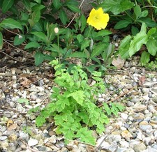 Photo 6x4 Welsh poppy