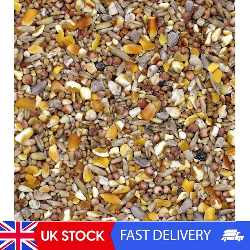 Bamfords robin songbird wild - robin,