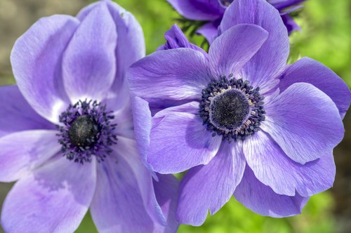 Anemone fokker coronaria - anemone,